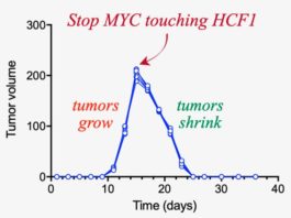 Una proteína que puede deshacer tumores en días: HCF1 El experimento realizado muestra que seis tumores de diferentes tamaños crecen durante 15 días, momento en el que se rompe la interacción MYC-HCF1