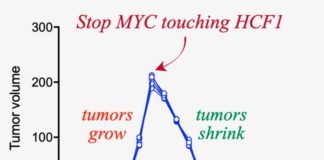 Una proteína que puede deshacer tumores en días: HCF1 El experimento realizado muestra que seis tumores de diferentes tamaños crecen durante 15 días, momento en el que se rompe la interacción MYC-HCF1