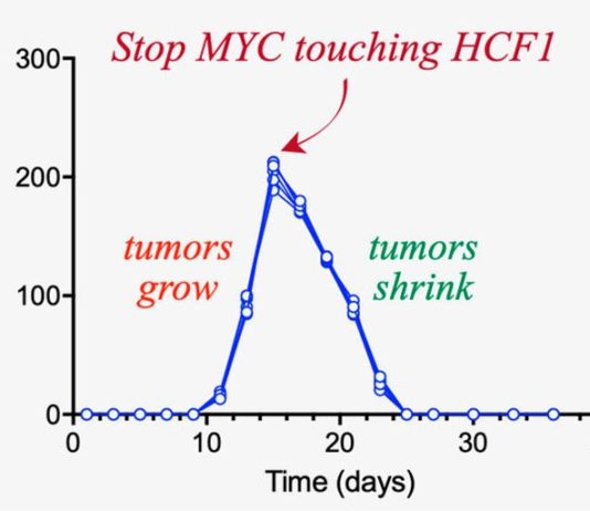 Una proteína que puede deshacer tumores en días: HCF1 El experimento realizado muestra que seis tumores de diferentes tamaños crecen durante 15 días, momento en el que se rompe la interacción MYC-HCF1