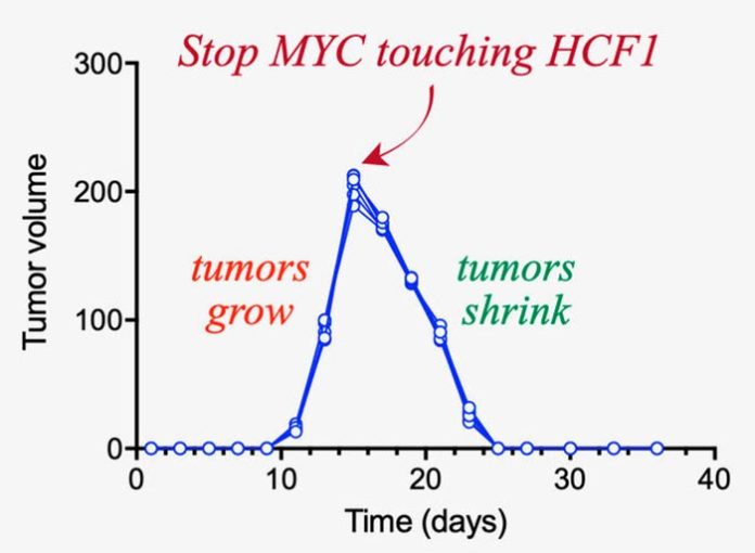 El experimento realizado muestra que seis tumores de diferentes tamaños crecen durante 15 días, momento en el que se rompe la interacción MYC-HCF1 El experimento realizado muestra que seis tumores de diferentes tamaños crecen durante 15 días, momento en el que se rompe la interacción MYC-HCF1