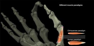 La oposición eficiente del pulgar homínido apareció hace unos 2 millones de años Diferencia entre los modelos de músculos del pulgar de humanos y chimpancés, que los investigadores utilizaron para estudiar la evolución de la destreza del pulgar