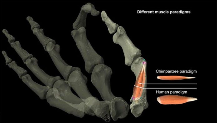 Diferencia entre los modelos de músculos del pulgar de humanos y chimpancés, que los investigadores utilizaron para estudiar la evolución de la destreza del pulgar Diferencia entre los modelos de músculos del pulgar de humanos y chimpancés, que los investigadores utilizaron para estudiar la evolución de la destreza del pulgar