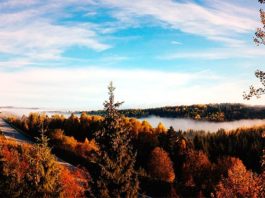 Descubren por qué los bosques de coníferas emiten tantas partículas finas a la atmósfera Bosques de coníferas