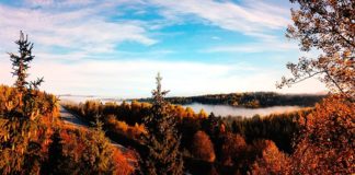 Descubren por qué los bosques de coníferas emiten tantas partículas finas a la atmósfera Bosques de coníferas