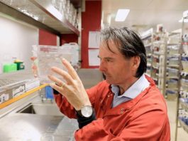 Nueva proteína podría revertir el desgaste muscular severo, también el de la edad El profesor Peter Currie investiga el desgaste muscular en la instalación de pez cebra de la Universidad de Monash