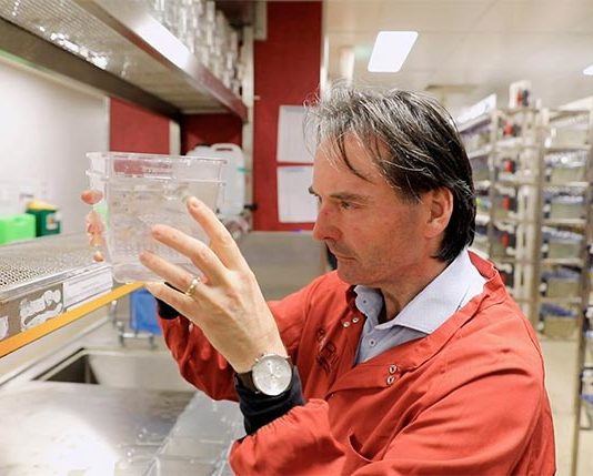 Nueva proteína podría revertir el desgaste muscular severo, también el de la edad El profesor Peter Currie investiga el desgaste muscular en la instalación de pez cebra de la Universidad de Monash