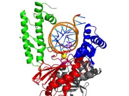 La polimerasa theta, prometedora en tratamientos contra el cáncer de mama y el de ovario Estructura tridimensional de la enzima pol theta, con la que se quiere combatir el cáncer de mama y el de ovario