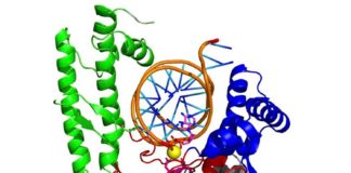 La polimerasa theta, prometedora en tratamientos contra el cáncer de mama y el de ovario Estructura tridimensional de la enzima pol theta, con la que se quiere combatir el cáncer de mama y el de ovario