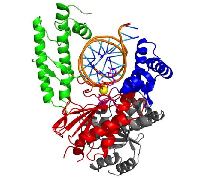 Estructura tridimensional de la enzima pol theta, con la que se quiere combatir el cáncer de mama y el de ovario