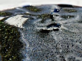 Hormona de las bacterias del suelo podría conducir a nuevos antibióticos Una de las bacterias del suelo estudiadas, Streptomyces coelicolor, produce antibióticos en una placa de Petri