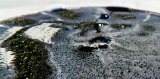 Hormona de las bacterias del suelo podría conducir a nuevos antibióticos Una de las bacterias del suelo estudiadas, Streptomyces coelicolor, produce antibióticos en una placa de Petri