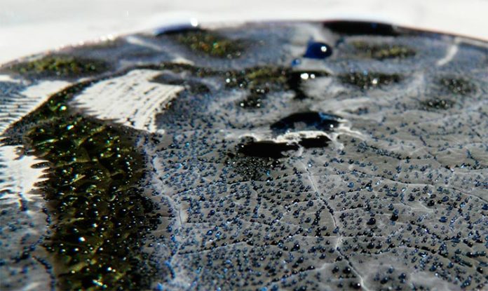 Una de las bacterias del suelo estudiadas, Streptomyces coelicolor, produce antibióticos en una placa de Petri Una de las bacterias del suelo estudiadas, Streptomyces coelicolor, produce antibióticos en una placa de Petri