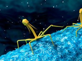 Identifican más de 140.000 especies de virus en el intestino humano Virus en el intestino