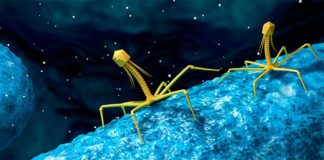 Identifican más de 140.000 especies de virus en el intestino humano Virus en el intestino