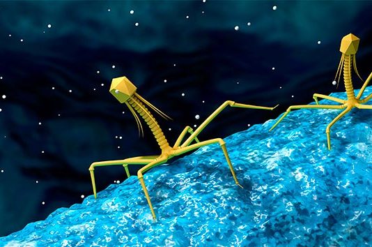 Identifican más de 140.000 especies de virus en el intestino humano Virus en el intestino