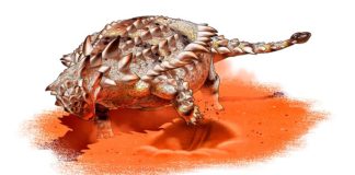 El anquilosaurio, un dinosaurio blindado, pudo haber sido capaz de excavar Reconstrucción de un anquilosaurio, un dinosaurio acorazado, que excava con sus extremidades anteriores