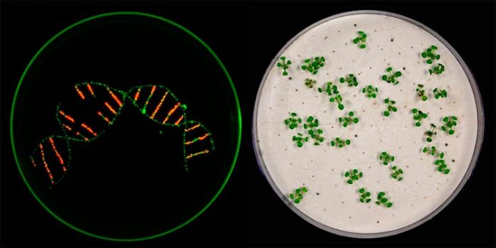 En su trabajo sobre CRISPR / Cas9, los investigadores utilizaron marcadores para distinguir entre diferentes semillas de plantas. No se puede ver ninguna diferencia a simple vista. Sin embargo, bajo la luz ultravioleta, las semillas transgénicas aparecen rojas, las semillas no transgénicas verdes (izquierda)