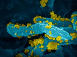 Producen hidrógeno a partir de la luz con bacterias no fotosintéticas Los híbridos de Desulfovibrio desulfuricans-CdS muestran una alta actividad de producción de hidrógeno (H2), una alta estabilidad y una notable eficiencia en el uso directo de la energía solar