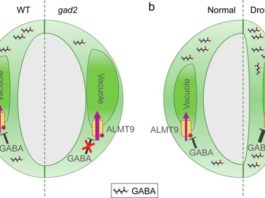 GABA: Señal de «estrés animal» mejora la resistencia de las plantas a la sequía Modelo propuesto de señalización mediada por GABA para la regulación de la eficiencia en el uso del agua
