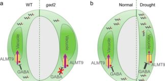 GABA: Señal de «estrés animal» mejora la resistencia de las plantas a la sequía Modelo propuesto de señalización mediada por GABA para la regulación de la eficiencia en el uso del agua