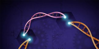 Seis variantes novedosas para CRISPR-Cas12a en plantas y una herramienta revolucionaria Edición de genes CRISPR-Cas12a