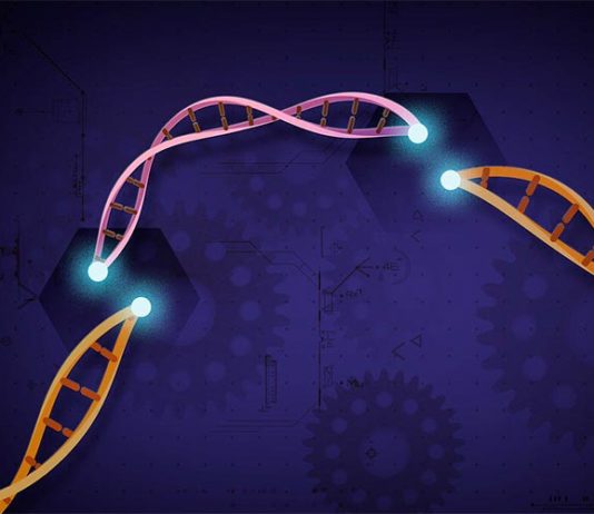 Seis variantes novedosas para CRISPR-Cas12a en plantas y una herramienta revolucionaria Edición de genes CRISPR-Cas12a