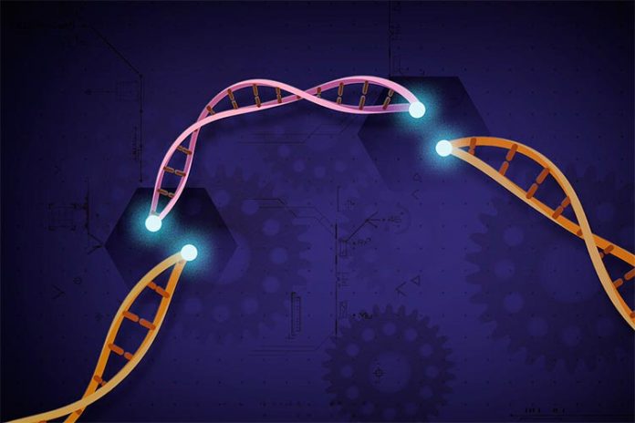 Edición de genes CRISPR-Cas12a