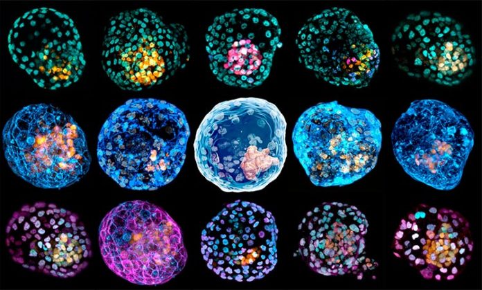 Imágenes de iBlastoides con diferente tinción celular, para estudiar el embrión humano temprano