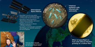 Un estudio analiza la primera infección por Salmonella de células humanas durante un vuelo espacial Infección de células epiteliales intestinales humanas por Salmonella Typhimurium durante un vuelo espacial a bordo de la misión del transbordador espacial STS-131 de la NASA