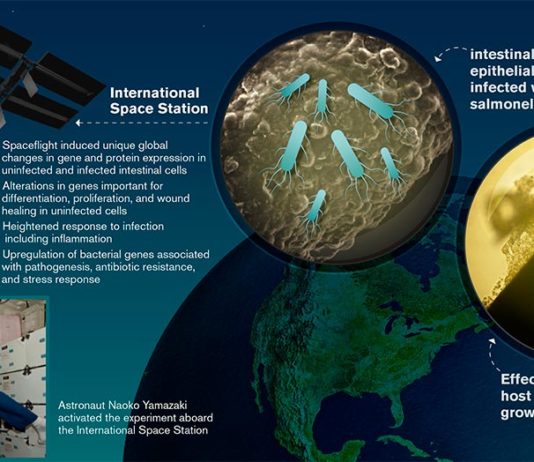 Un estudio analiza la primera infección por Salmonella de células humanas durante un vuelo espacial Infección de células epiteliales intestinales humanas por Salmonella Typhimurium durante un vuelo espacial a bordo de la misión del transbordador espacial STS-131 de la NASA