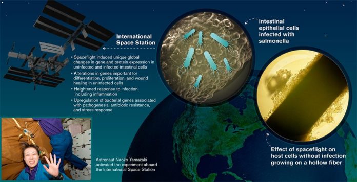 Infección de células epiteliales intestinales humanas por Salmonella Typhimurium durante un vuelo espacial a bordo de la misión del transbordador espacial STS-131 de la NASA Infección de células epiteliales intestinales humanas por Salmonella Typhimurium durante un vuelo espacial a bordo de la misión del transbordador espacial STS-131 de la NASA