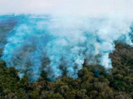 Fuerte aumento de la destrucción de la selva virgen en 2020 Los incendios arrasaron un tercio de la selva virgen en los humedales del Pantanal de Brasil en 2020
