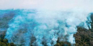 Fuerte aumento de la destrucción de la selva virgen en 2020 Los incendios arrasaron un tercio de la selva virgen en los humedales del Pantanal de Brasil en 2020
