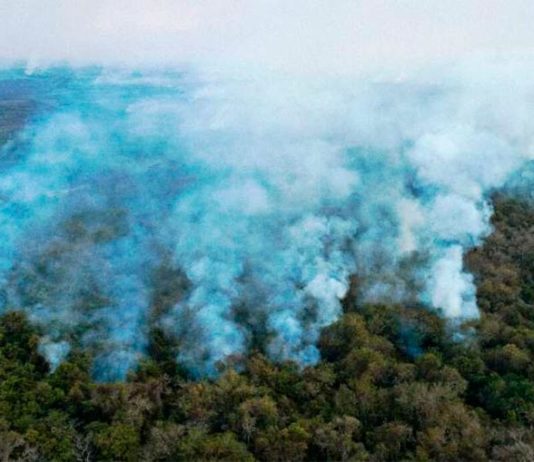 Fuerte aumento de la destrucción de la selva virgen en 2020 Los incendios arrasaron un tercio de la selva virgen en los humedales del Pantanal de Brasil en 2020