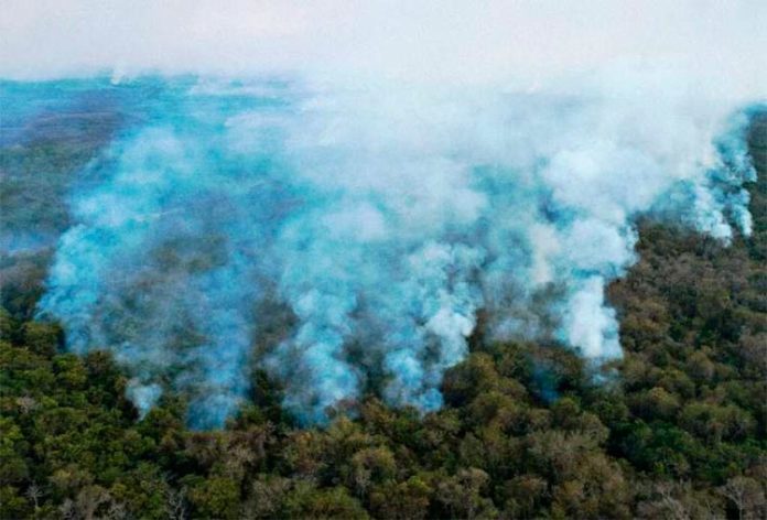 Los incendios arrasaron un tercio de la selva virgen en los humedales del Pantanal de Brasil en 2020