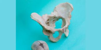 Las diferencias entre sexos de la pelvis humana se heredaron de ancestros mamíferos Fotografía de una pelvis humana femenina y el cráneo de un bebé recién nacido