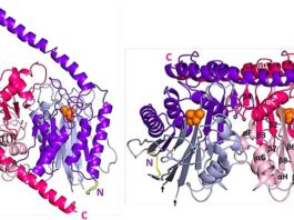 Avance contra el cáncer: Primera estructura detallada de la enzima Taspase 1 Estructura cristalina de cp-Taspase1α41-233 / β. Vistas lateral (izquierda) y superior (derecha) del heterotetrámero