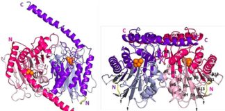 Avance contra el cáncer: Primera estructura detallada de la enzima Taspase 1 Estructura cristalina de cp-Taspase1α41-233 / β. Vistas lateral (izquierda) y superior (derecha) del heterotetrámero