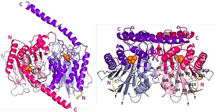 Estructura cristalina de cp-Taspase1α41-233 / β. Vistas lateral (izquierda) y superior (derecha) del heterotetrámero. Estructura cristalina de cp-Taspase1α41-233 / β. Vistas lateral (izquierda) y superior (derecha) del heterotetrámero