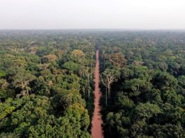 Un estudio identifica los bosques africanos más vulnerables al calentamiento global Una carretera atraviesa un bosque en el norte del Congo