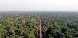 Un estudio identifica los bosques africanos más vulnerables al calentamiento global Una carretera atraviesa un bosque en el norte del Congo