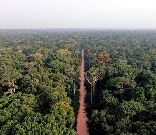 Un estudio identifica los bosques africanos más vulnerables al calentamiento global Una carretera atraviesa un bosque en el norte del Congo
