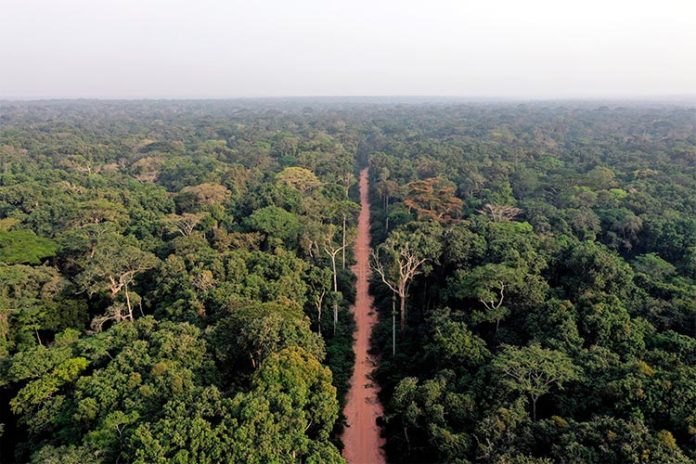 Una carretera atraviesa un bosque en el norte del Congo