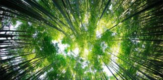 Los suelos de los bosques tropicales capturan CO2 bajo una elevada deposición de nitrógeno Bosque tropical que captura CO2