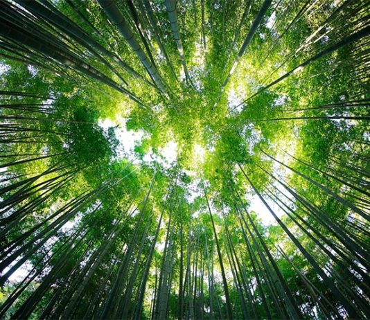 Los suelos de los bosques tropicales capturan CO2 bajo una elevada deposición de nitrógeno Bosque tropical que captura CO2