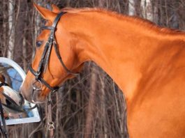 Los caballos pueden reconocerse en un espejo, según un estudio Caballo frente a un espejo