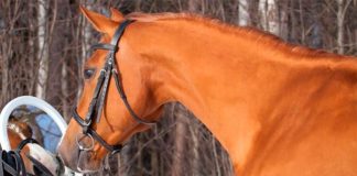 Los caballos pueden reconocerse en un espejo, según un estudio Caballo frente a un espejo