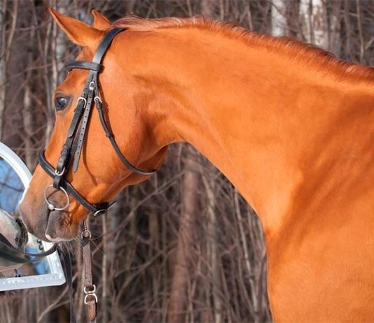 Los caballos pueden reconocerse en un espejo, según un estudio Caballo frente a un espejo