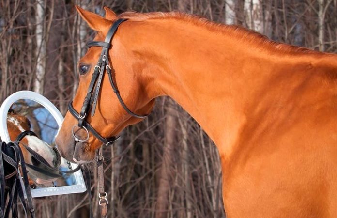 Caballo frente a un espejo