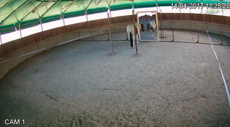Uno de los caballos del estudio se rascó la marca implantada por los investigadores